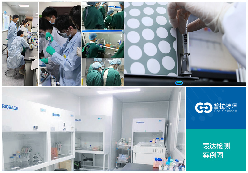 酶联免疫吸附（ELISA）-1