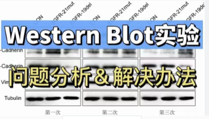 WB胶图难看？科研老鸟和你一起分析问题，原来技术水平不是最重要的