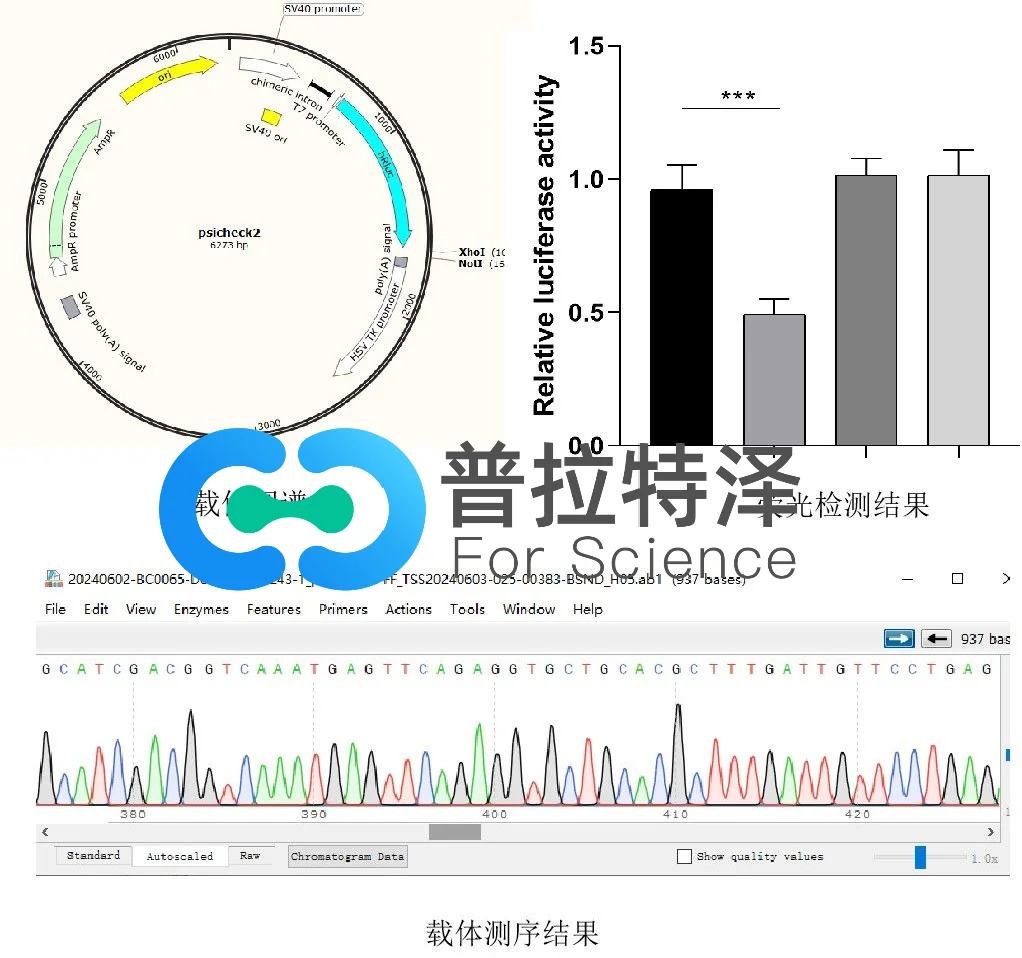 双荧光素酶实验protocol+避坑指南！