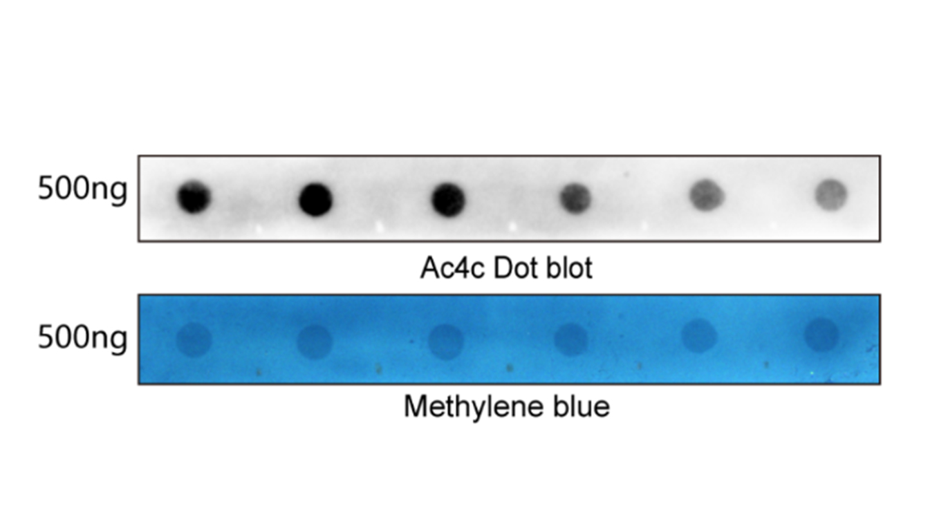 Dot Blot Dot Blot
