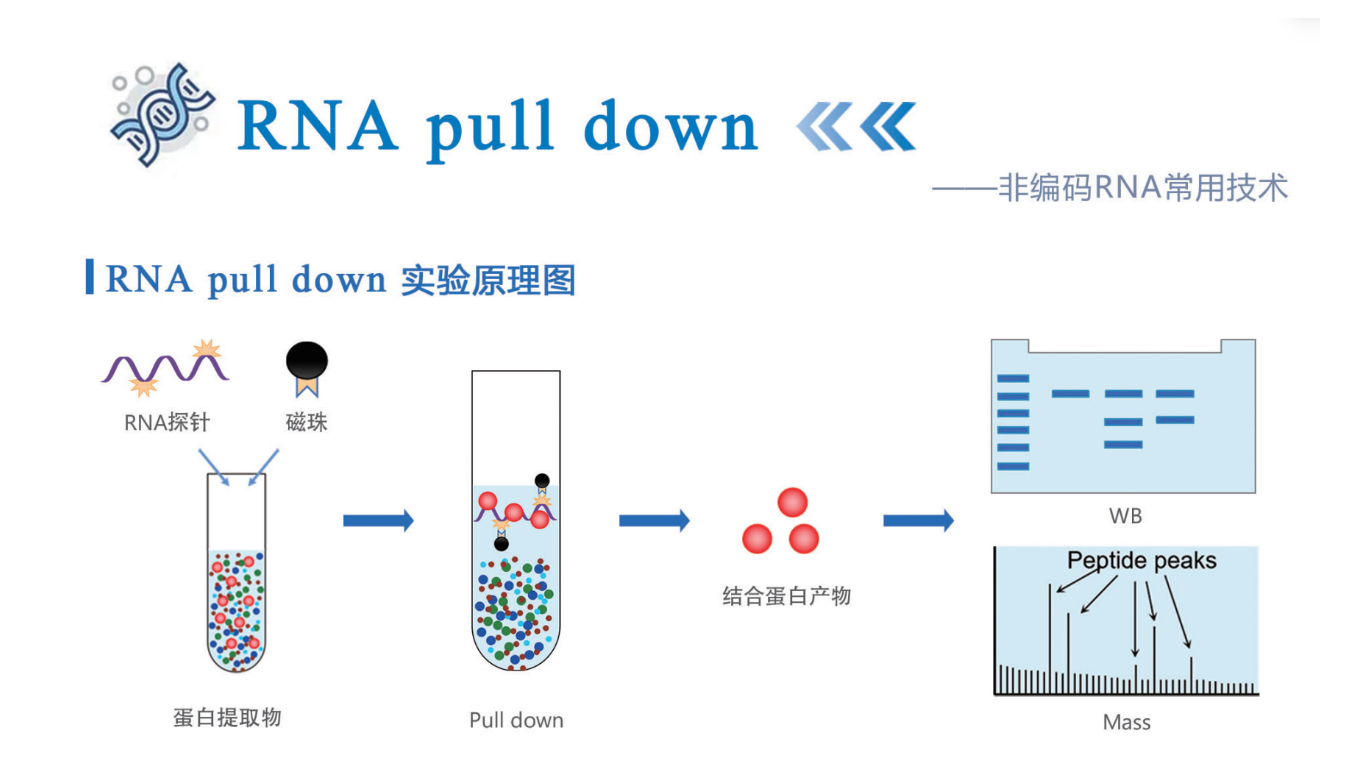 RNA pull-down RNA pull-down
