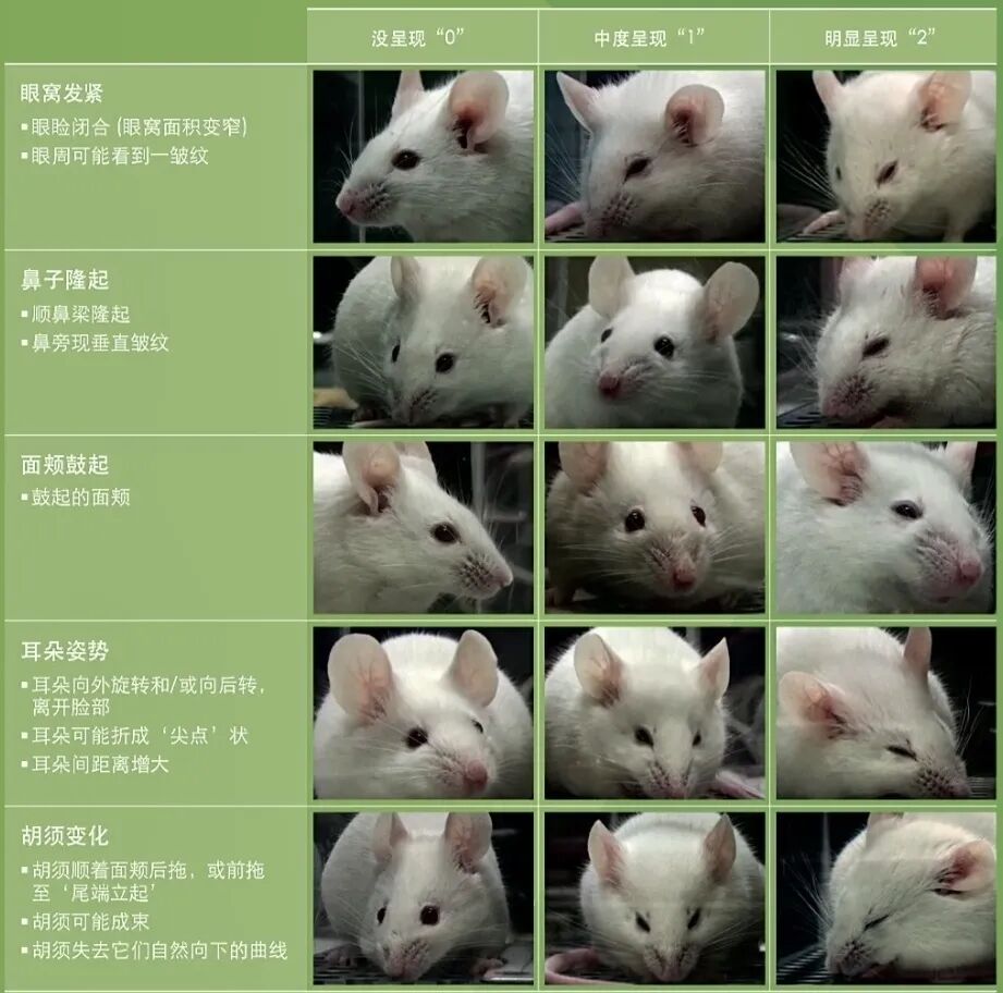 实验动物知识！大鼠和小鼠痛苦表情评分体系