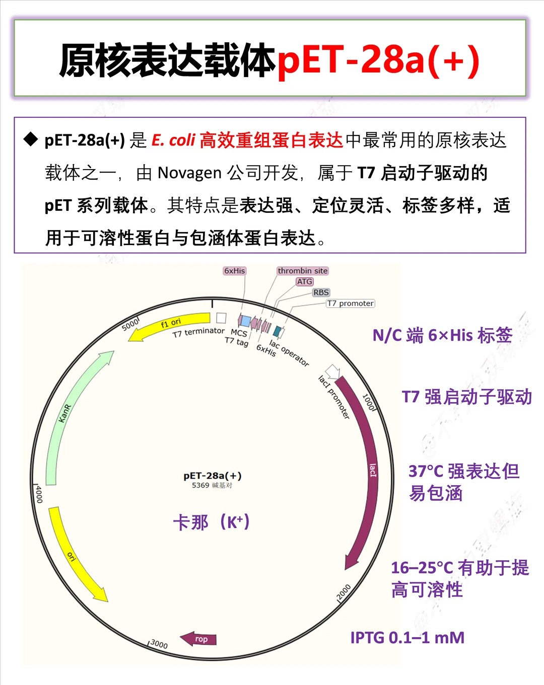 一文吃透原核表达载体构建：方法详解+避坑指南，新手也能零失败