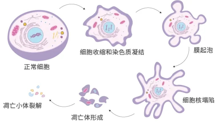 怪不得能发SCI，原来细胞凋亡就用了这么多方法验证！