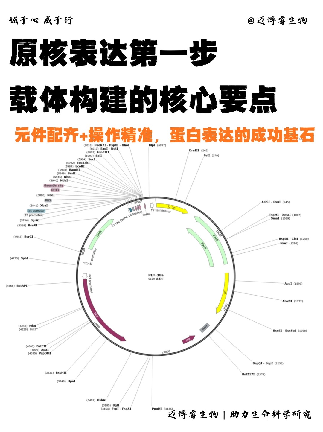 不会构建过表达载体质粒？其实是看不懂质粒图谱！