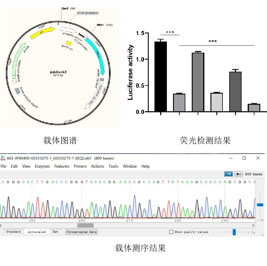双荧光素酶报告基因检测系统，从原理到结题全流程解析