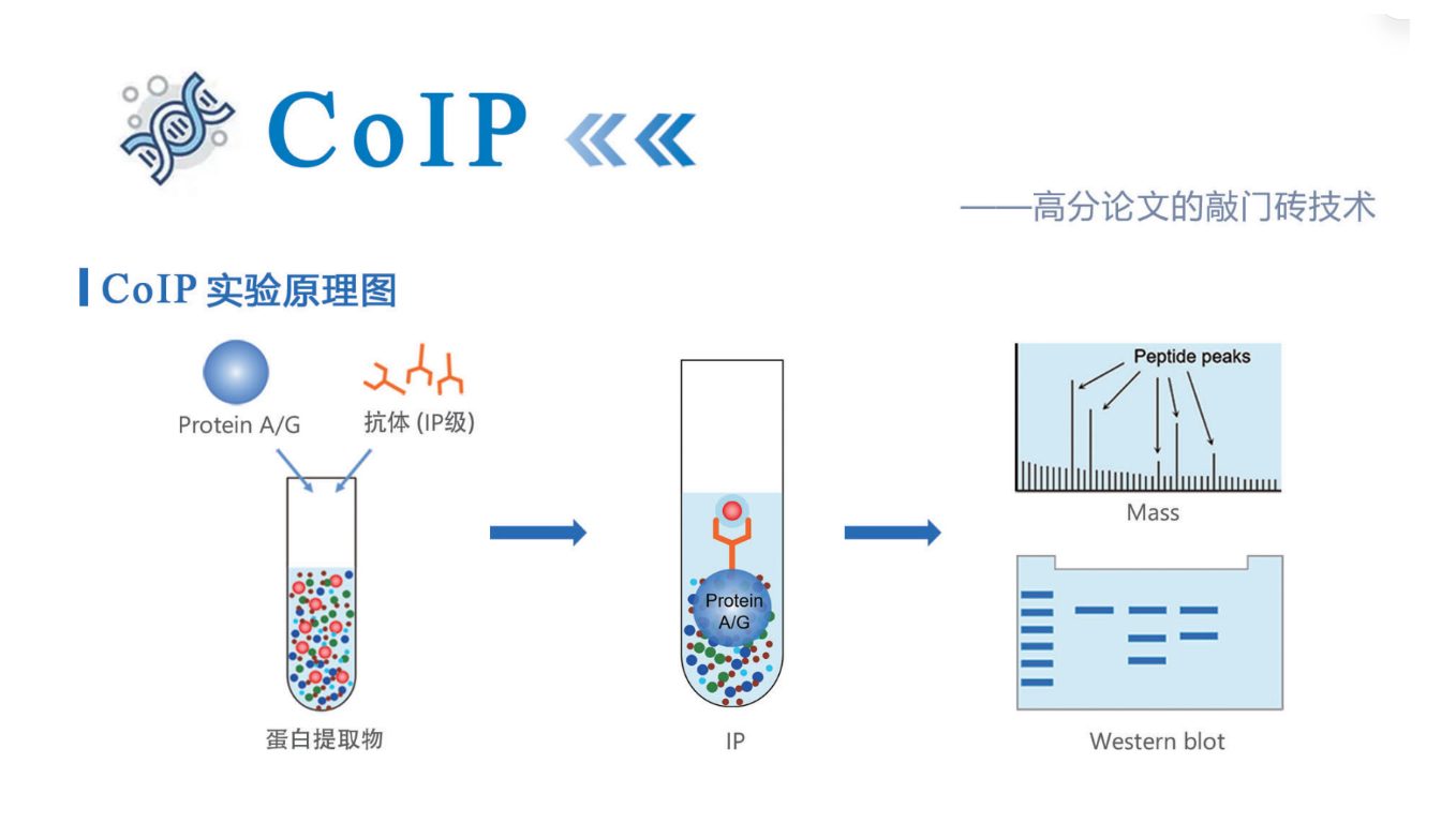 Co-IP免疫共沉淀：蛋白互作验证金标准