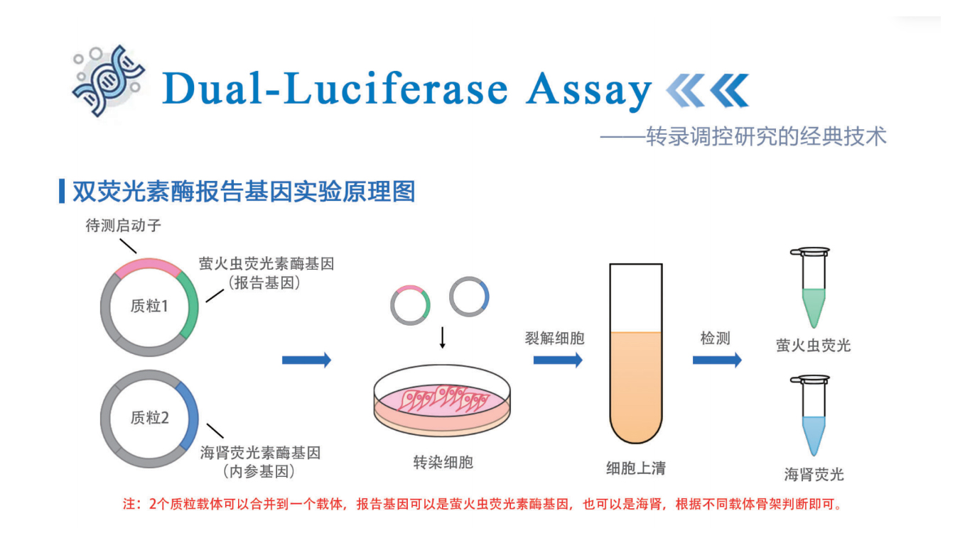 293T细胞双荧光素酶实验全程教学