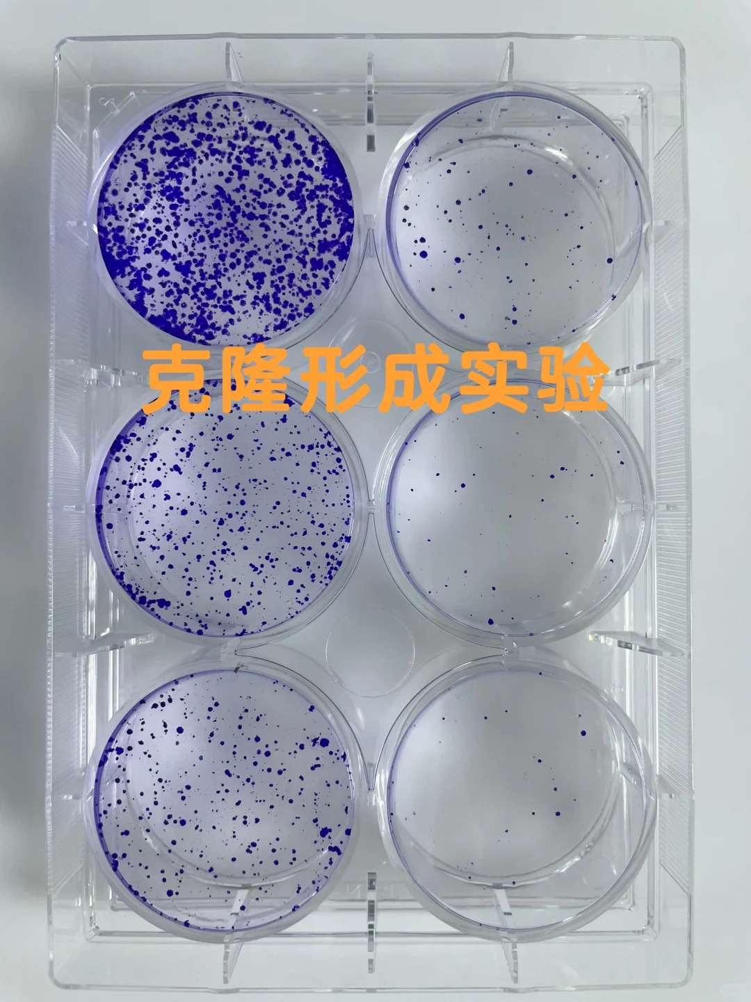 平板克隆形成实验