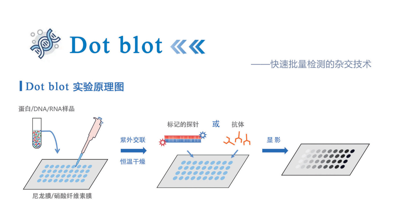 Dot Blot斑点印记&mdash;快速定量蛋白/核酸的懒人技术