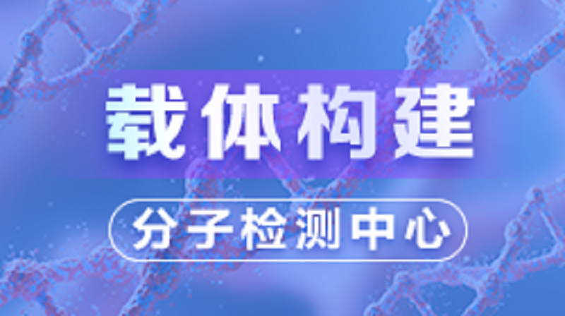 载体构建（实操篇）