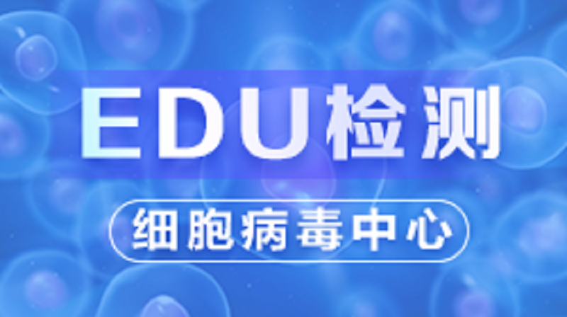 细胞增殖(Edu法)