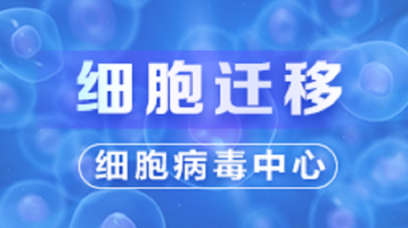细胞迁移