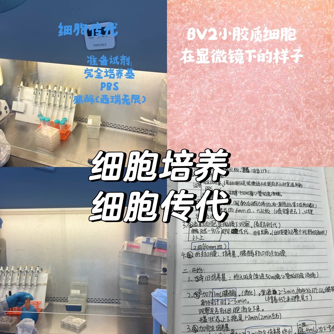 细胞培养步骤