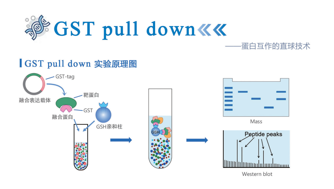 体外蛋白互作金标准！普拉特泽整理 GST Pull-Down 踩坑指南