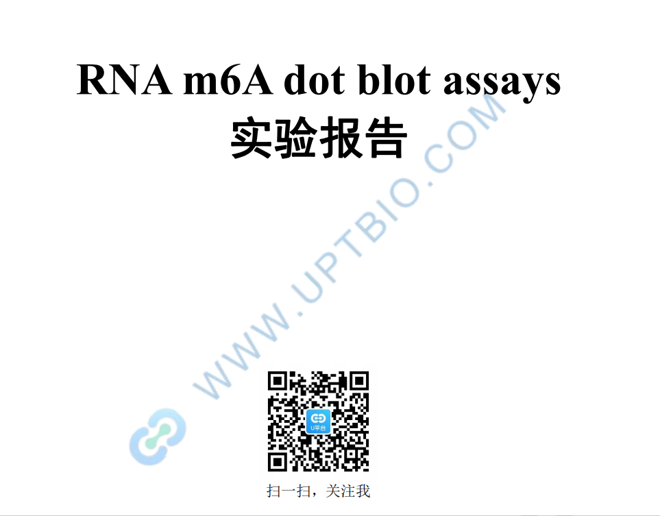 m⁶A RNA 斑点印迹实验实验报告