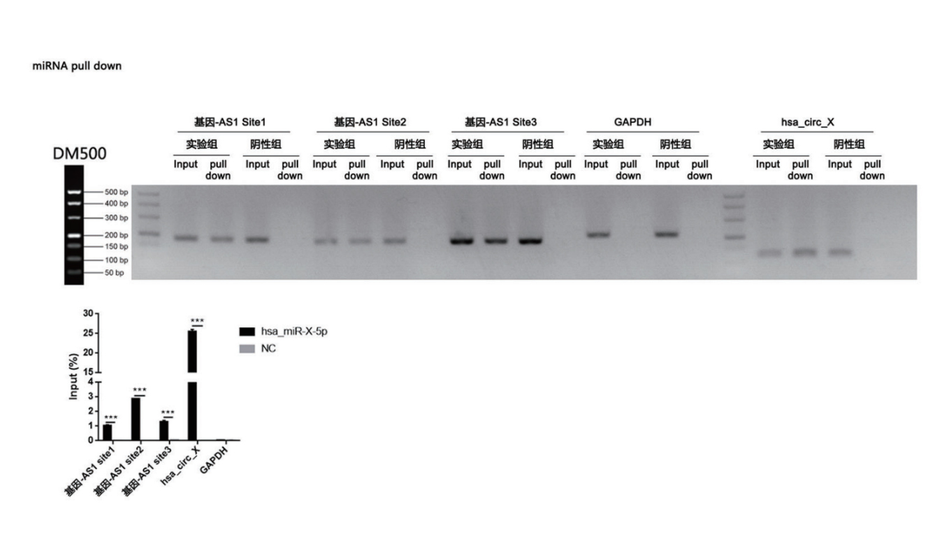 科研笔记｜RNA pull down实验