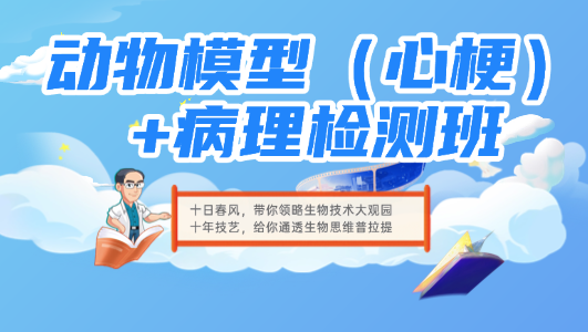 动物模型（心梗）+病理检测班