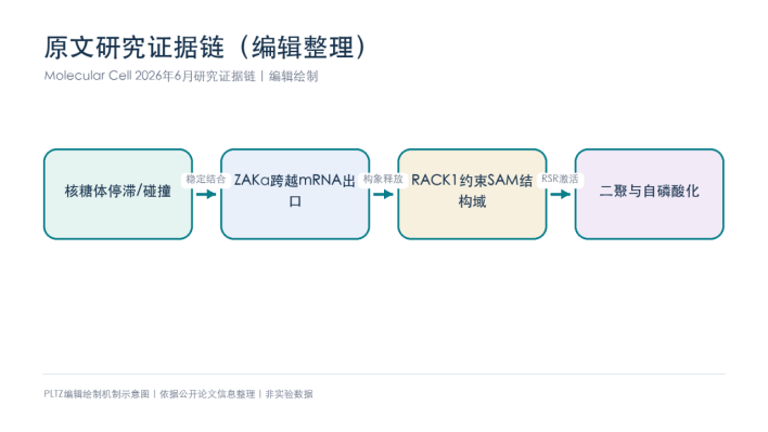 核糖体一&ldquo;卡顿&rdquo;，ZAK&alpha;怎么知道？Molecular Cell画出RACK1依赖的感知姿势