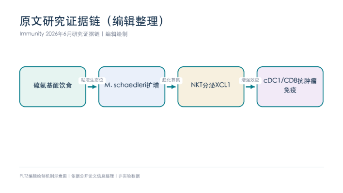 从饮食硫氨基酸到抗肿瘤免疫：Immunity拆出NKT&mdash;XCL1&mdash;cDC1轴