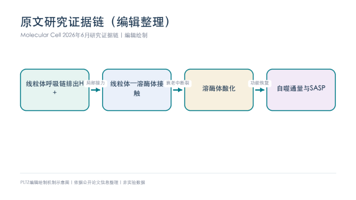 溶酶体的酸从哪里来？Molecular Cell提出线粒体&mdash;溶酶体&ldquo;接力供质子&rdquo;
