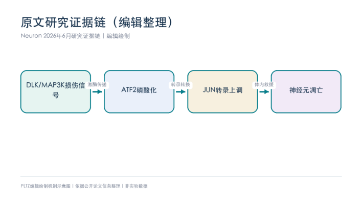 神经元凋亡的关键磷酸化不是JUN？Neuron把ATF2推到转录开关位置