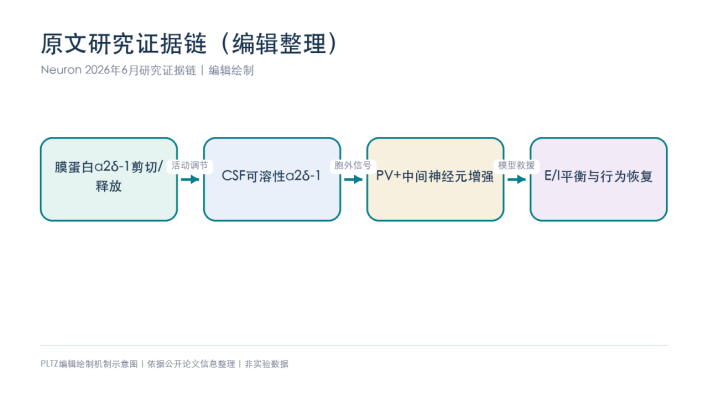 脑脊液里的可溶性&alpha;2&delta;-1，不只是碎片：Neuron提示一种网络稳态信号v