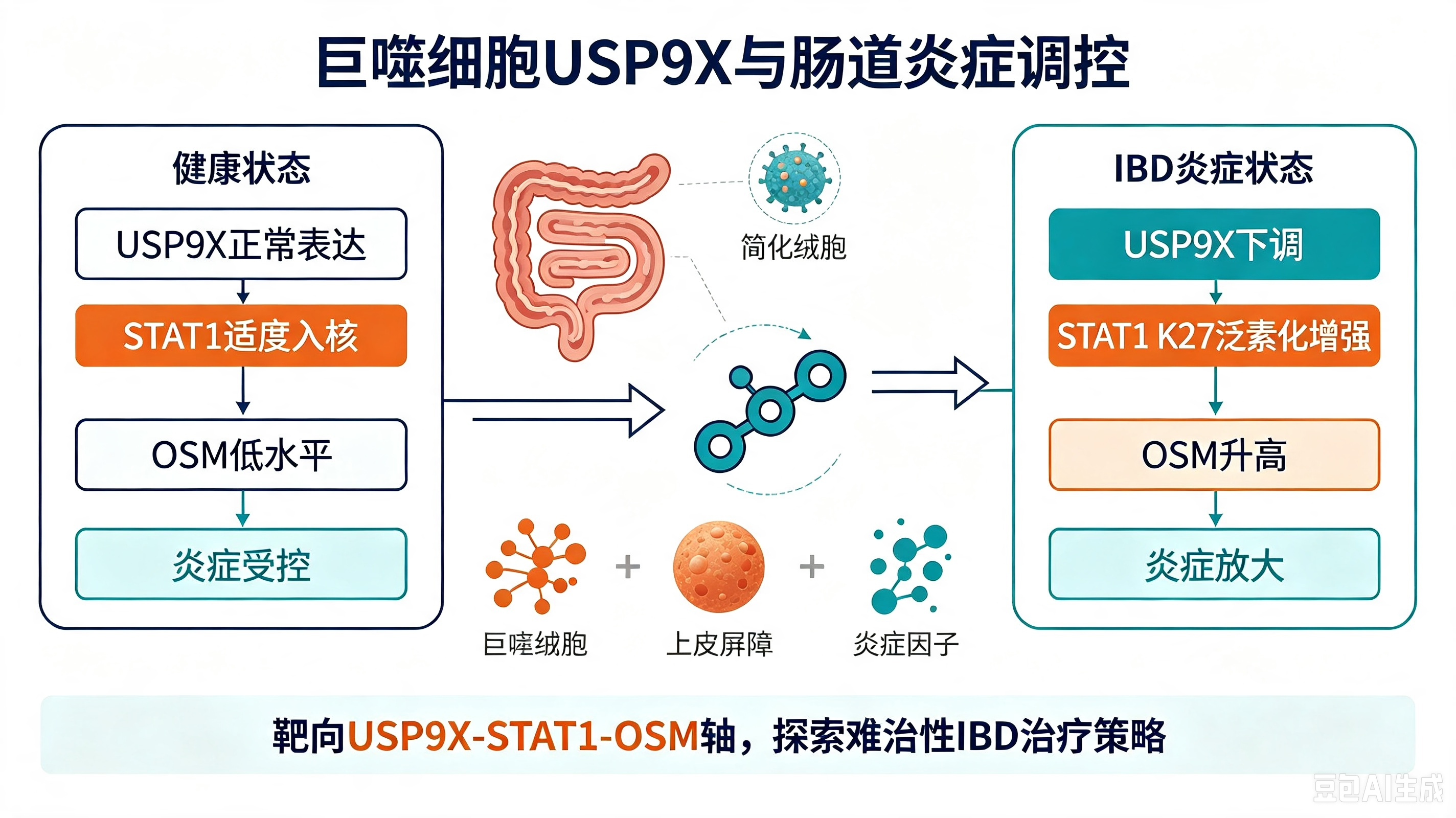 巨噬细胞USP9X经由STAT1 K27位去泛素化限制抑瘤素M表达以减轻结肠炎