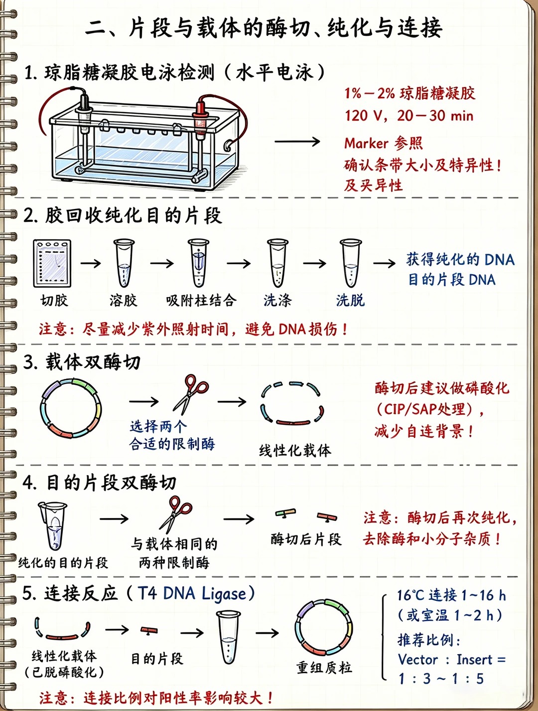 科研干货｜基因载体构建完整流程解析（上）