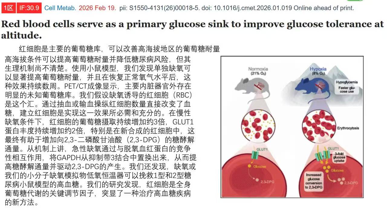 顶刊前沿｜Cell Metabolism：红细胞，被忽略的血糖调控新靶点，解锁糖尿病全新治疗思路✨
