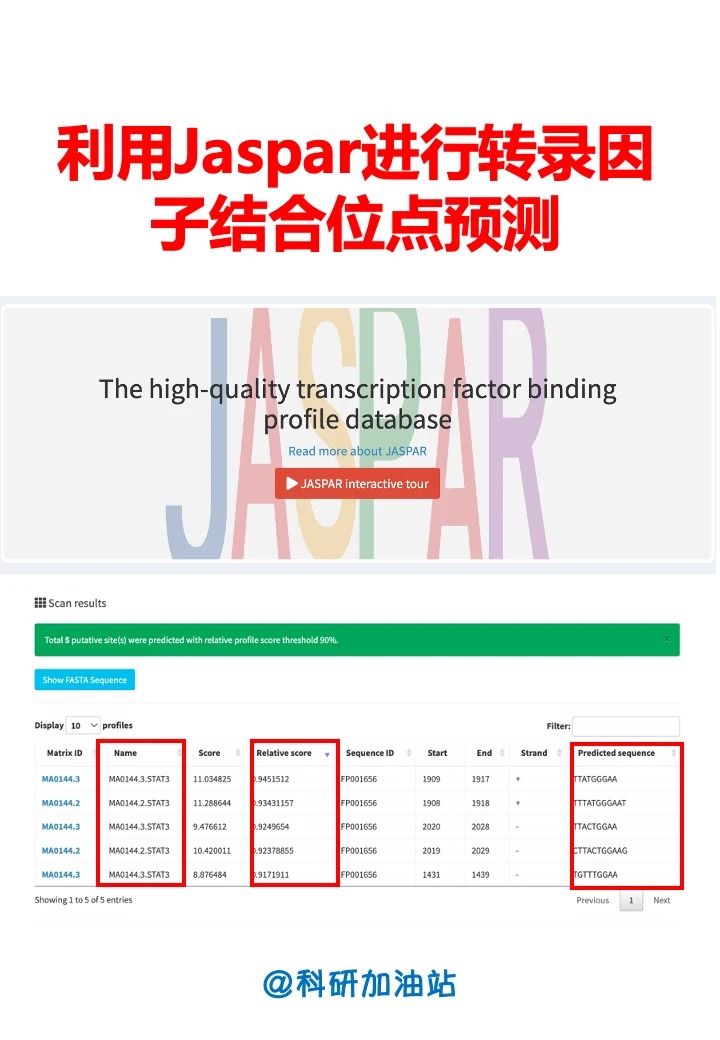 转录因子结合位点预测：从原理到实操的完整指南