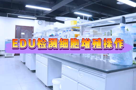 EDU法检测细胞增殖操作&mdash;细胞增殖检测外包