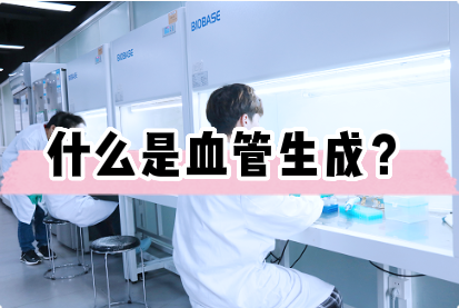 什么是血管生成实验？&mdash;&mdash;细胞实验外包