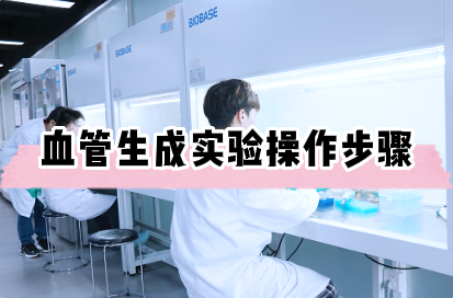 血管生成实验操作步骤&mdash;&mdash;细胞实验外包