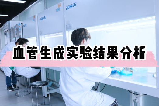 血管生成实验结果分析教程&mdash;&mdash;细胞实验外包