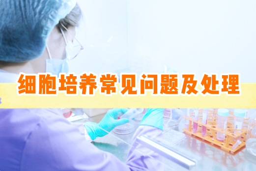 细胞培养实常见问题及处理汇总【细胞实验外包】