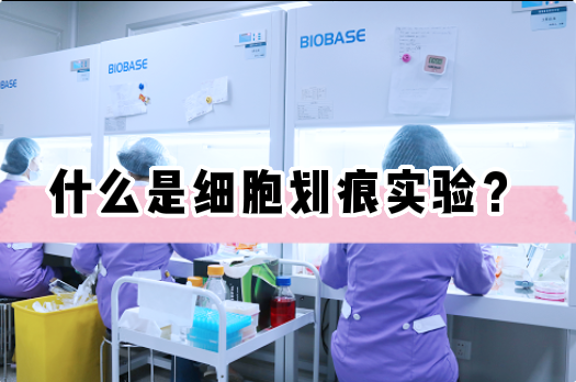 什么是细胞划痕实验？【细胞实验外包】