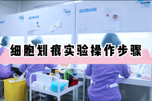 细胞划痕实验操作详细步骤【细胞实验外包】