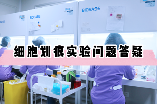 细胞划痕实验操作问题答疑【细胞实验外包】