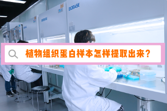 实验用的植物组织蛋白样本怎样提取出来？