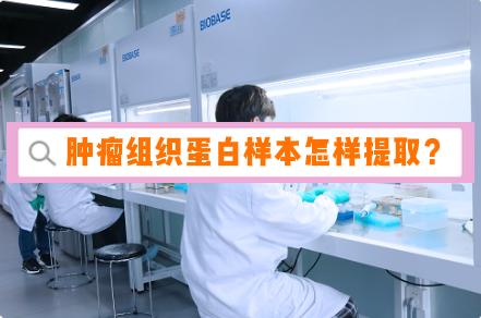 肿瘤组织怎样提取蛋白？