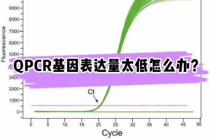 QPCR荧光定量基因表达量太低跑不出来怎么办？