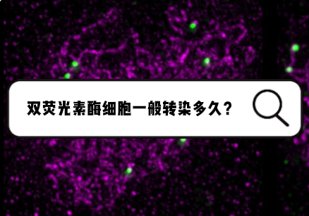 双荧光素酶实验细胞一般转染多久？