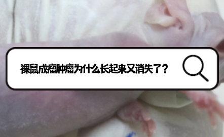 裸鼠成瘤肿瘤为什么长起来又消失了？
