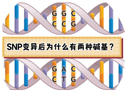 SNP变异后为什么有两种碱基？