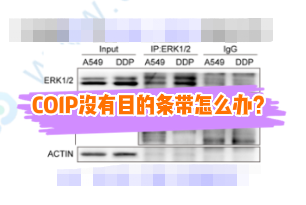 做COIP没有想要的目的条带怎么办？
