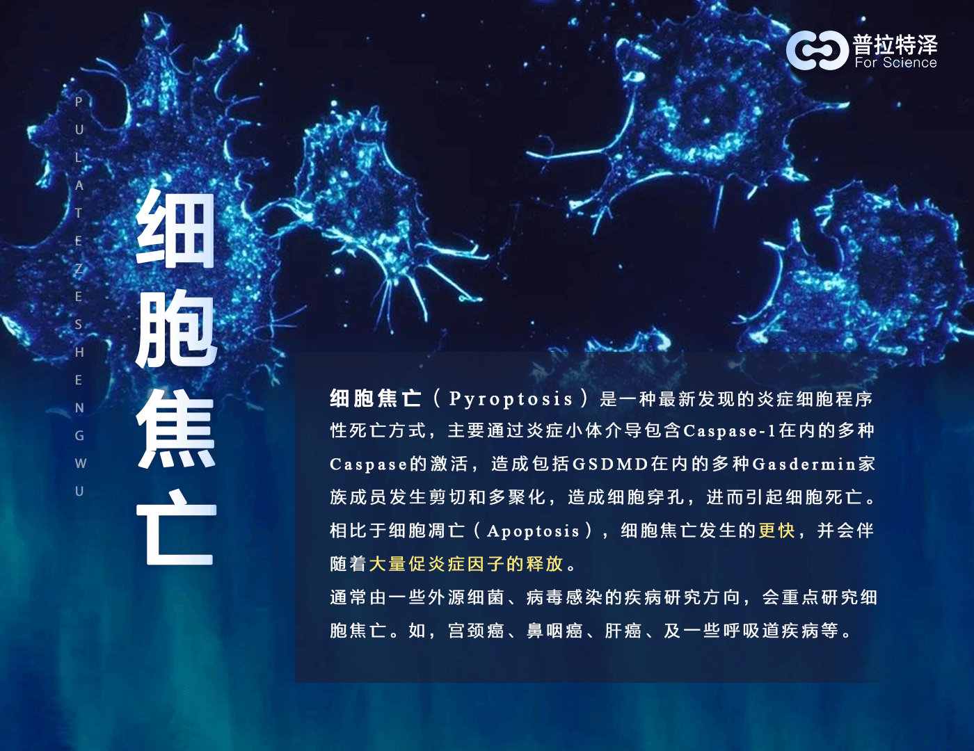 细胞焦亡检测金标准