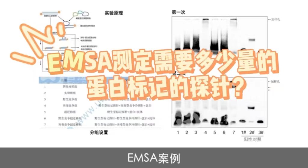 EMSA测定需要多少量的蛋白标记的探针？