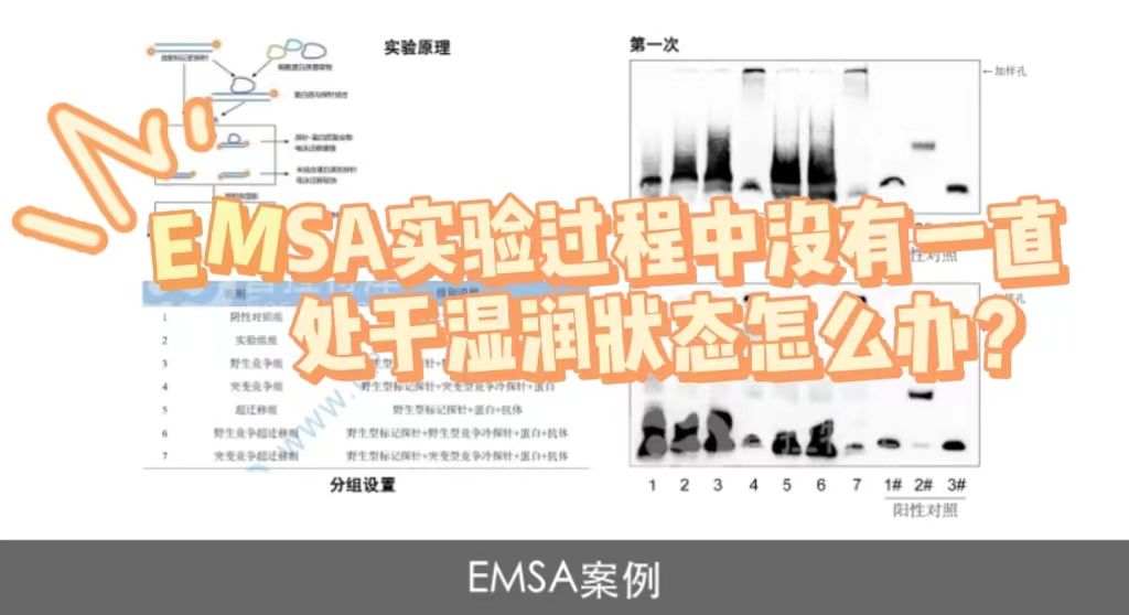  EMSA实验过程膜没有一直处于湿润状态怎么办？