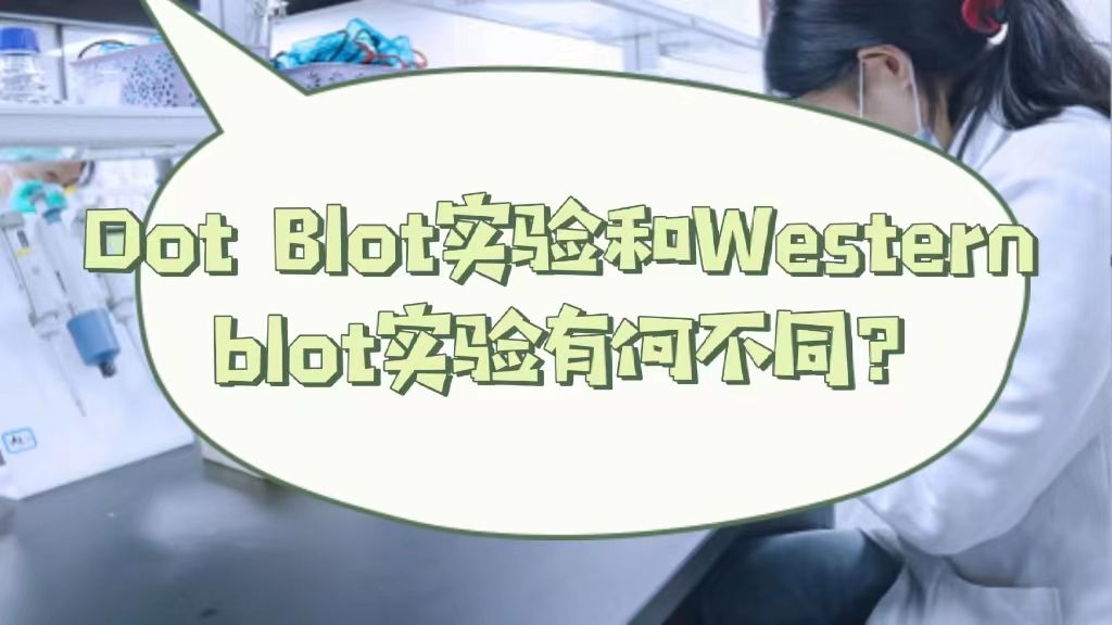  Dot Blot实验和western blot实验有何区别？